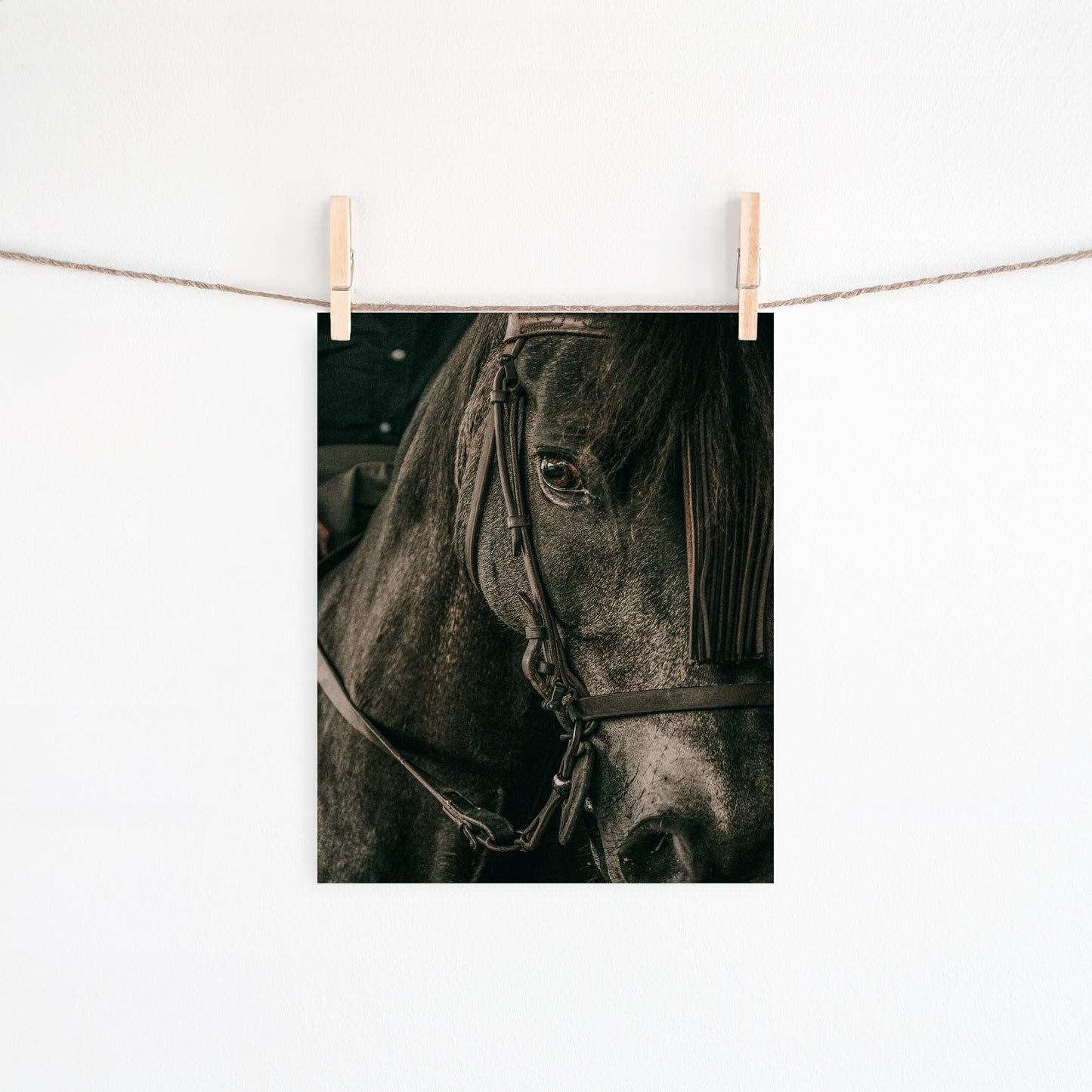 Black Stallion Art | #245