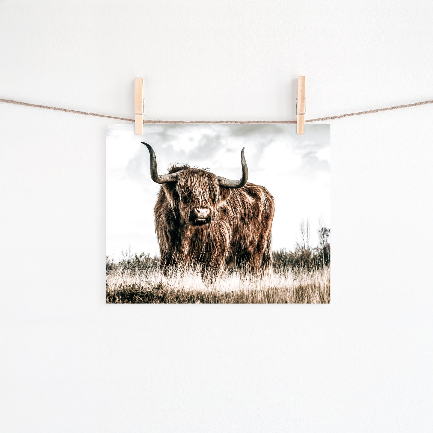 Highland Cow Canvas Art | #485