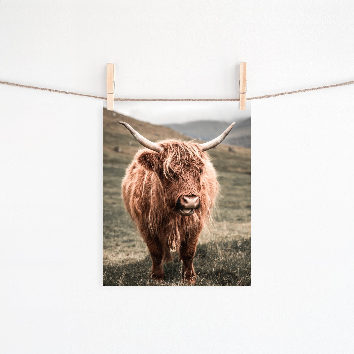 Highland Cow Canvas Art | #64