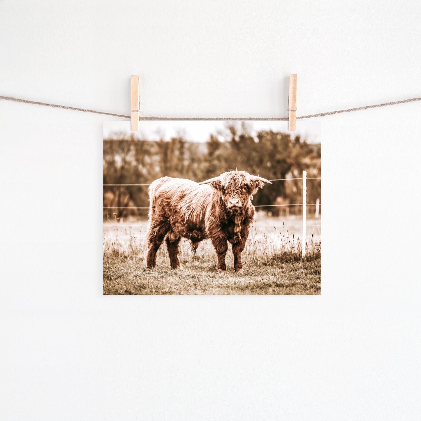 Highland Cow Calf Canvas Art | #496