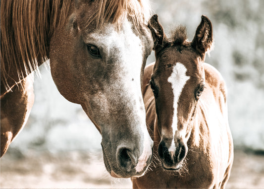 DAM AND FOAL CANVAS PRINT #497