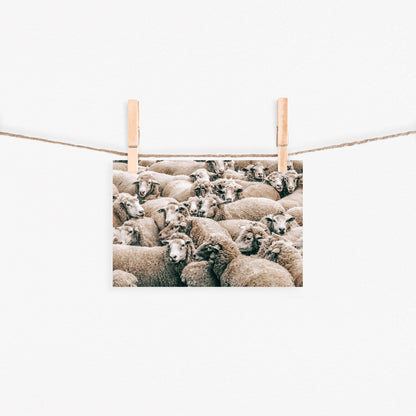 Herd of Sheep Canvas Art | #493