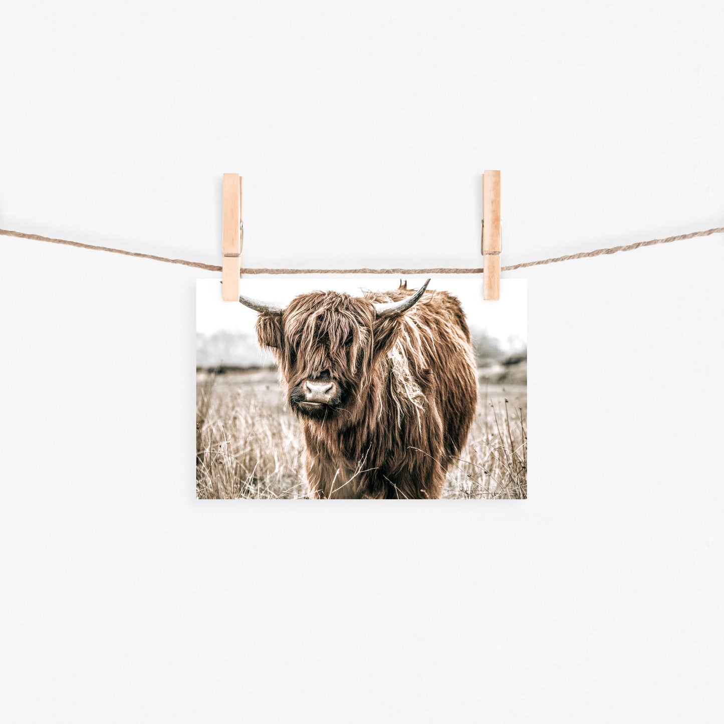 Highland Cow Canvas Art | #487