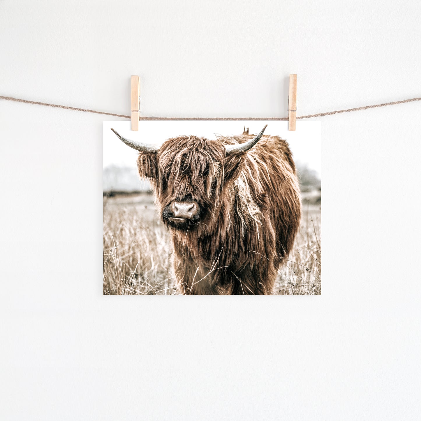 Highland Cow Canvas Art | #487