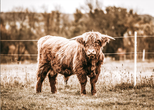 Highland Cow Calf Canvas Art | #496