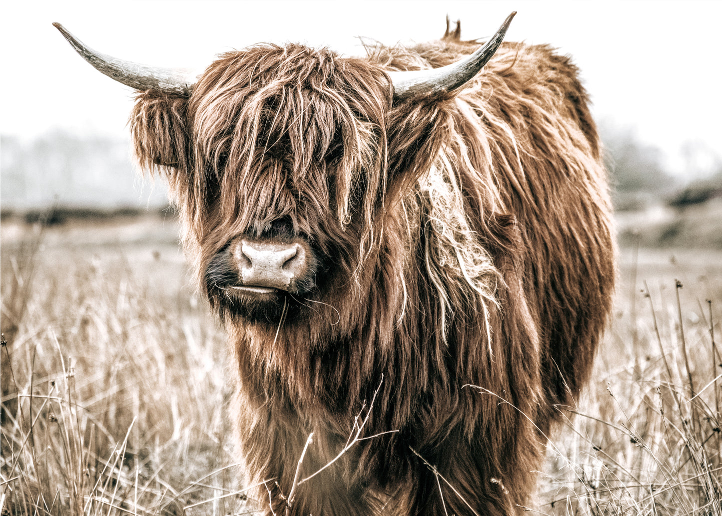 Highland Cow Canvas Art | #487