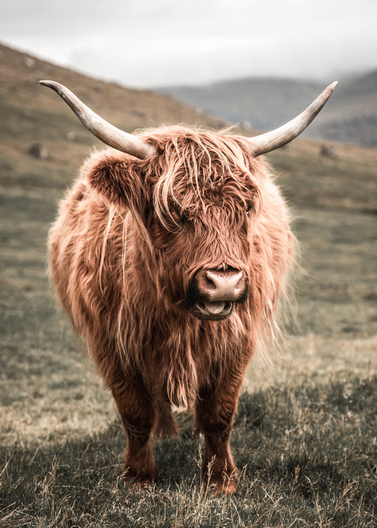 Highland Cow Canvas Art | #64